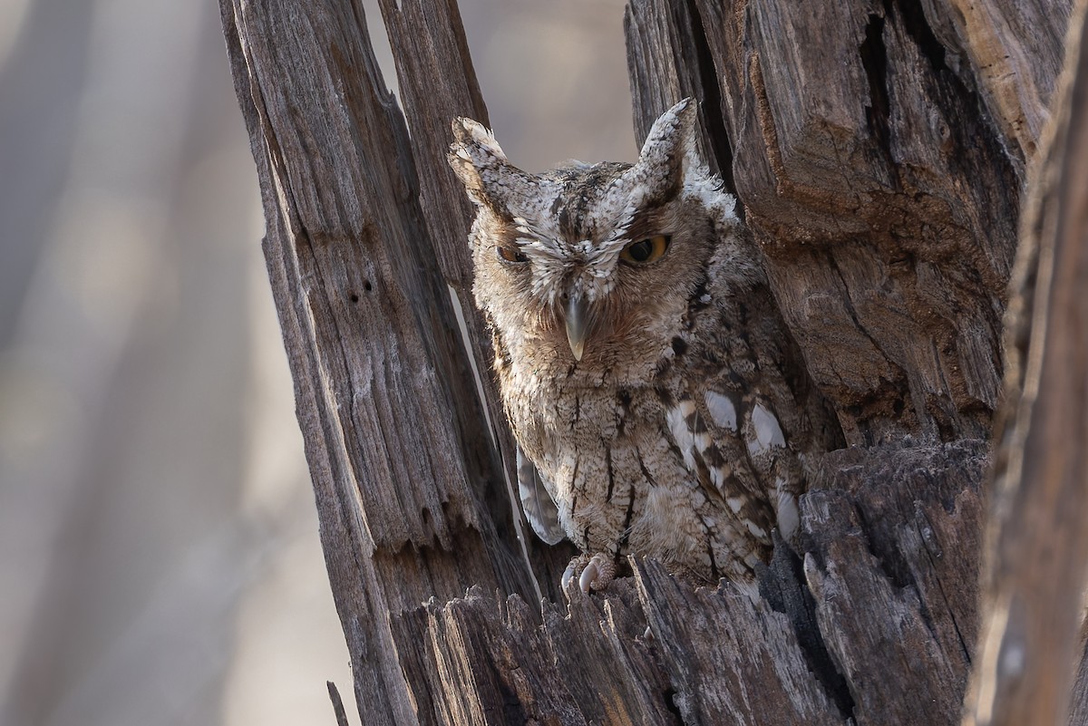 Pacific Screech-Owl (lambi) - ML640934976