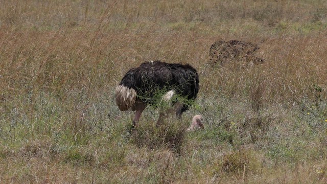 Common Ostrich - ML640935004
