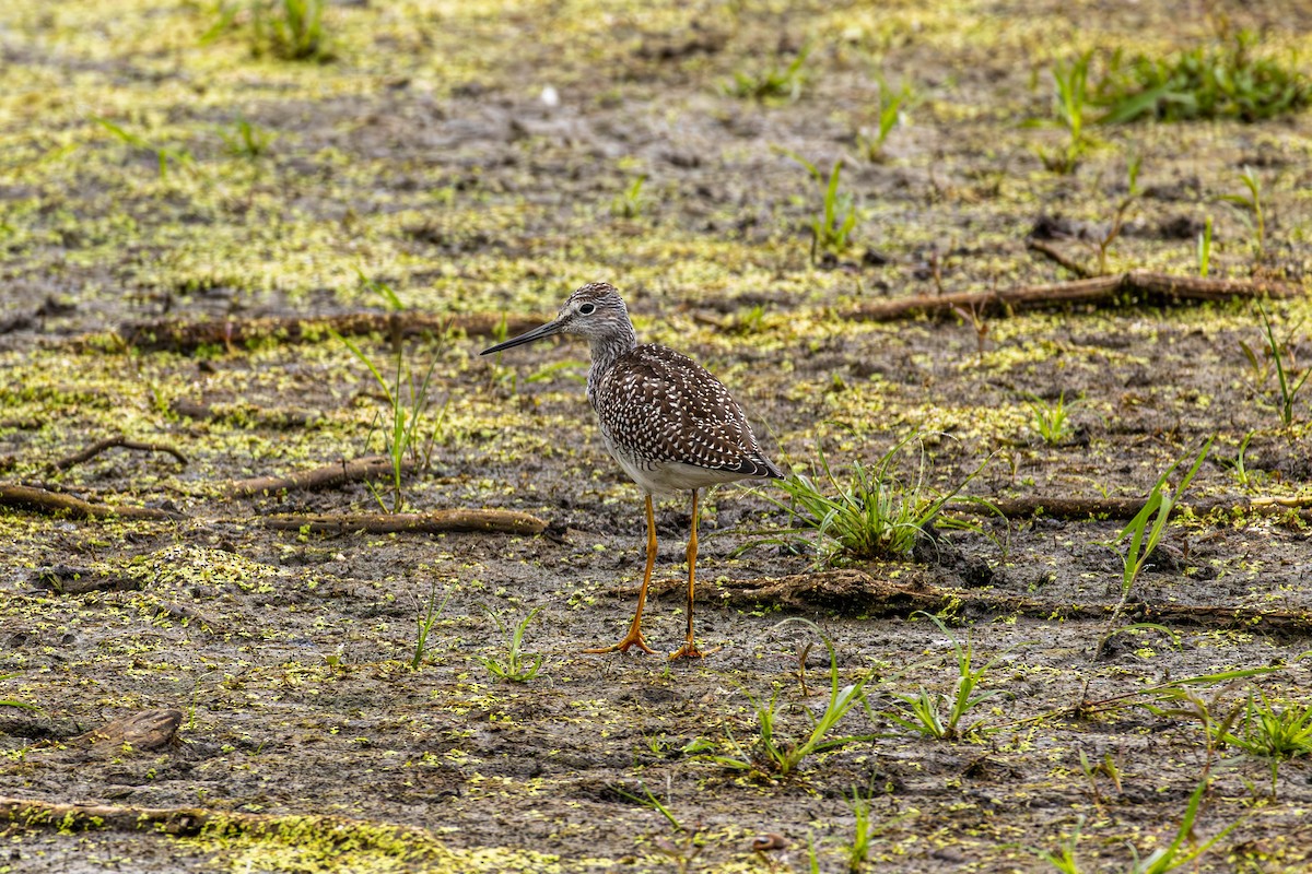 Greater Yellowlegs - ML640935006