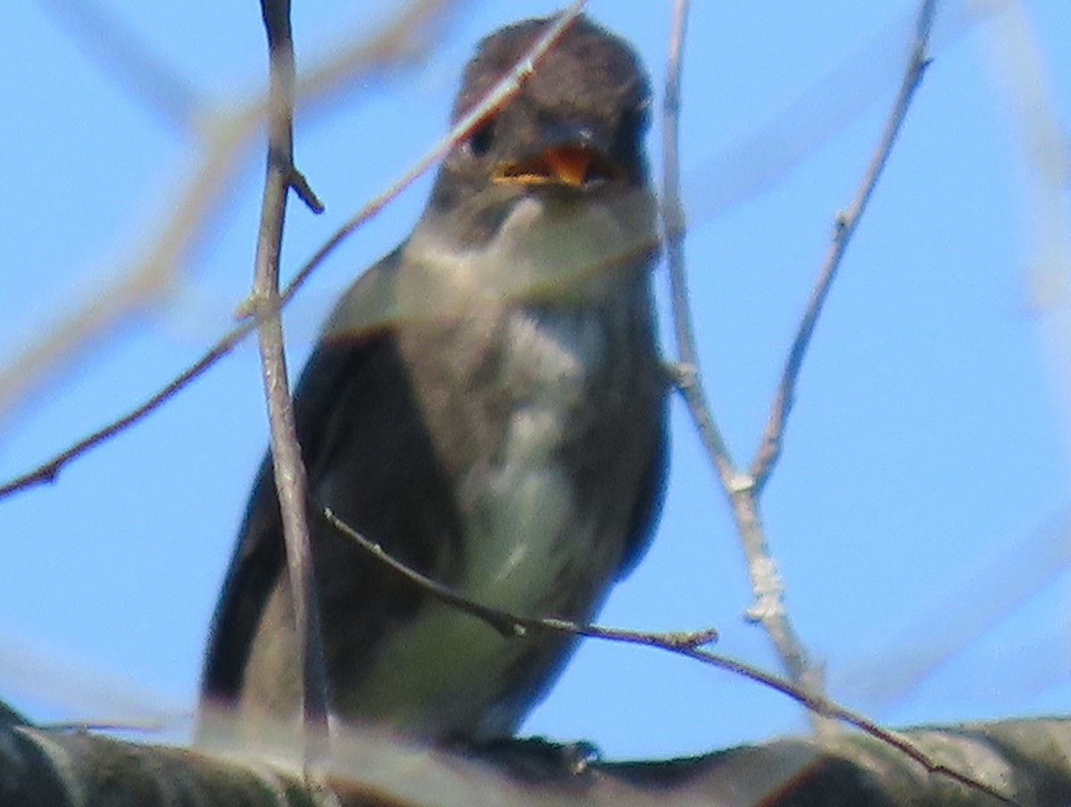 Olive-sided Flycatcher - ML640935026