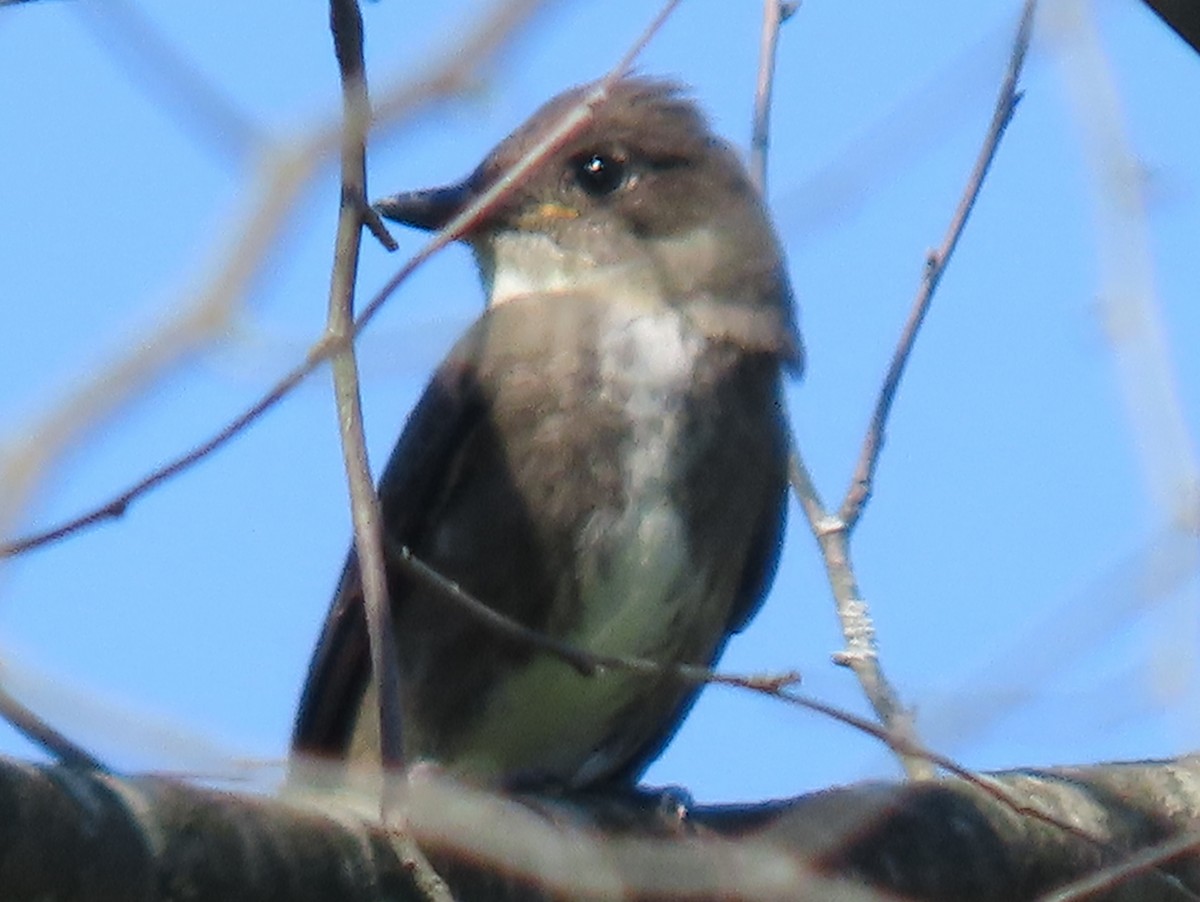 Olive-sided Flycatcher - ML640935027
