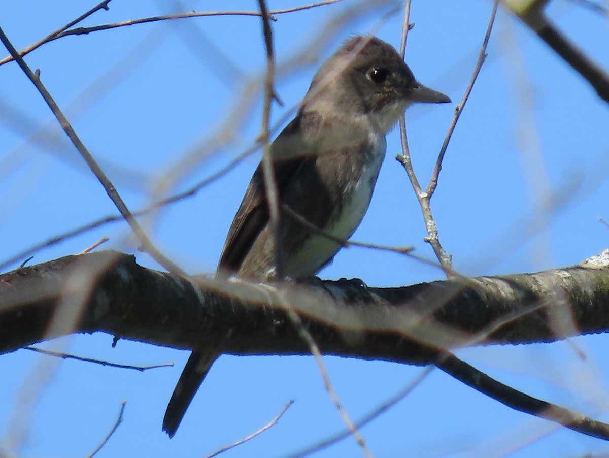 Olive-sided Flycatcher - ML640935028