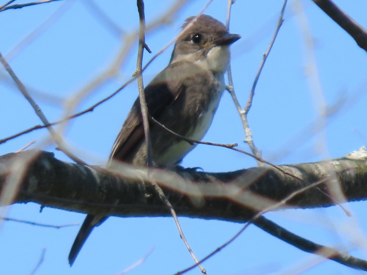 Olive-sided Flycatcher - ML640935029