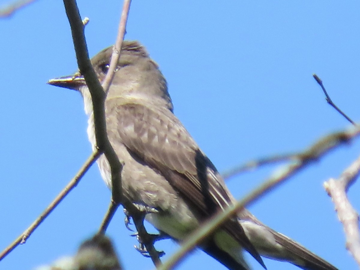Olive-sided Flycatcher - ML640935038