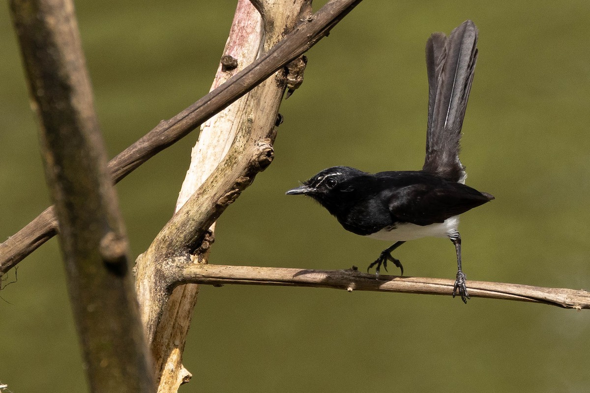 Willie-wagtail - ML640935054