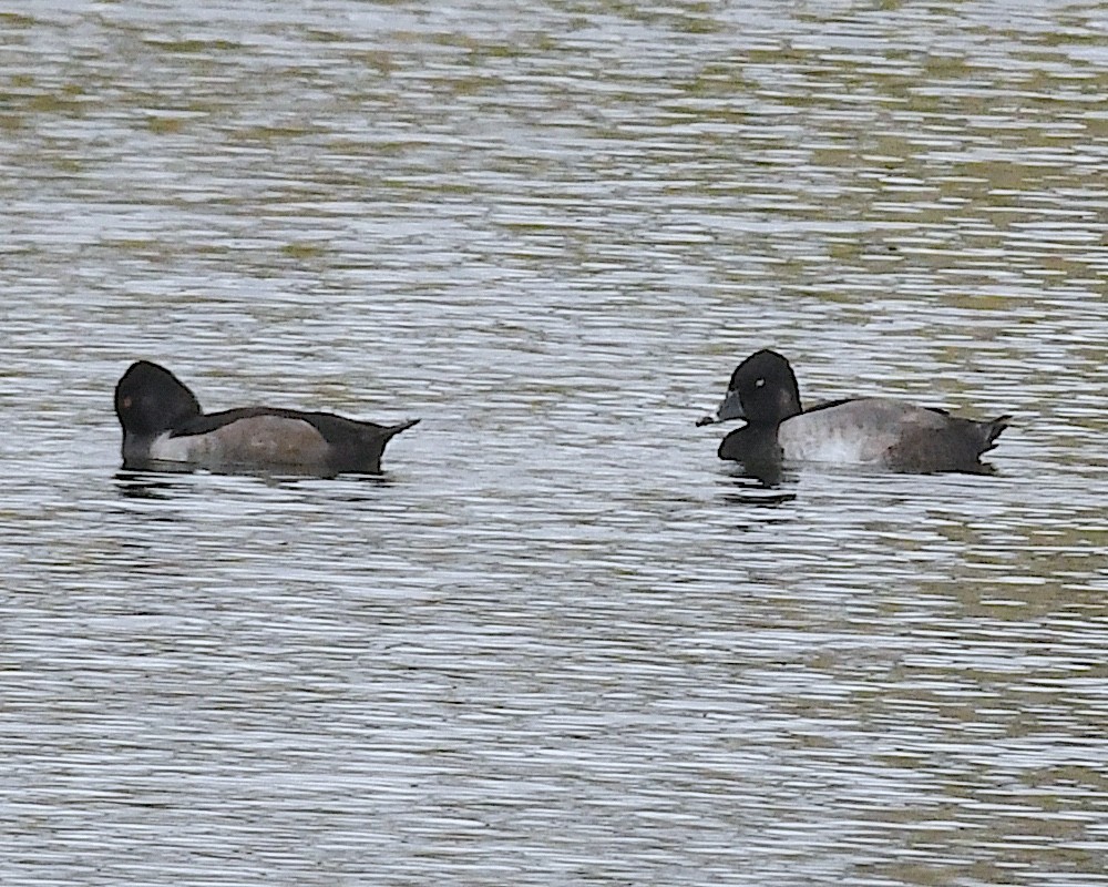 Ring-necked Duck - ML640935083