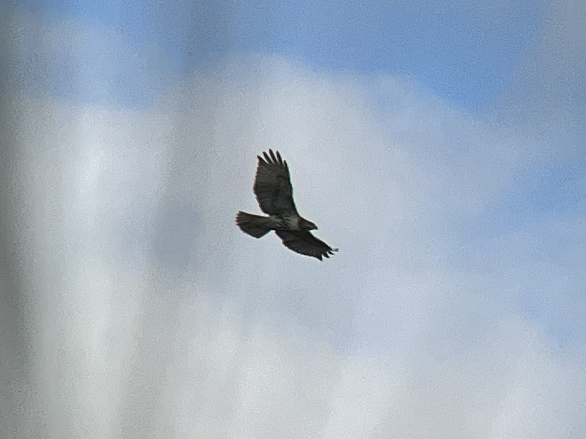 Zapelatz buztangorria - ML640935110