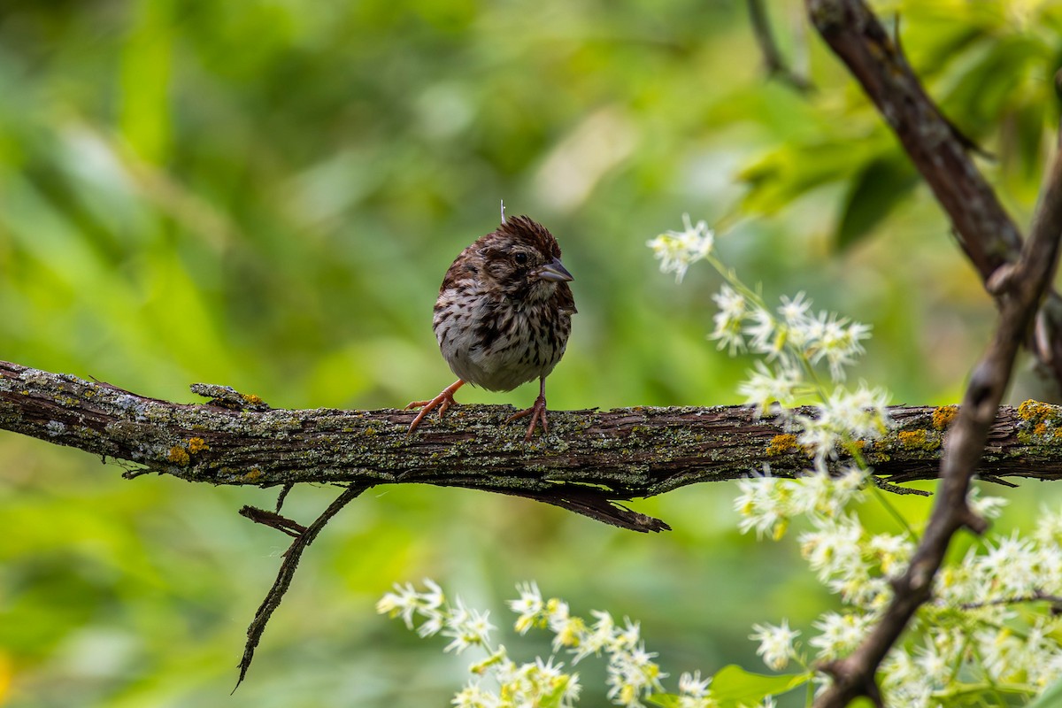 Song Sparrow - ML640935116
