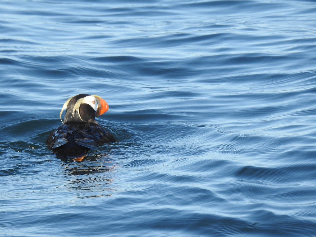 Tufted Puffin - ML640935208