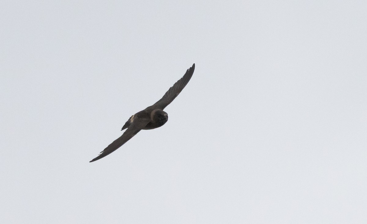Cliff Swallow (pyrrhonota Group) - ML640935209