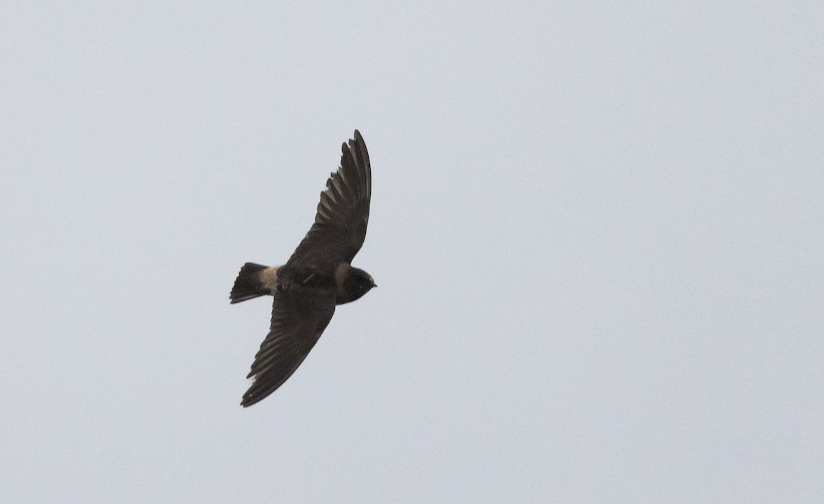Cliff Swallow (pyrrhonota Group) - ML640935210