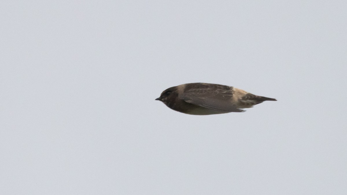 Cliff Swallow (pyrrhonota Group) - ML640935211