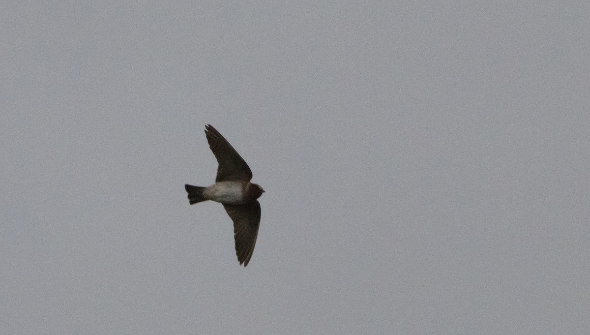 Cliff Swallow (pyrrhonota Group) - ML640935218