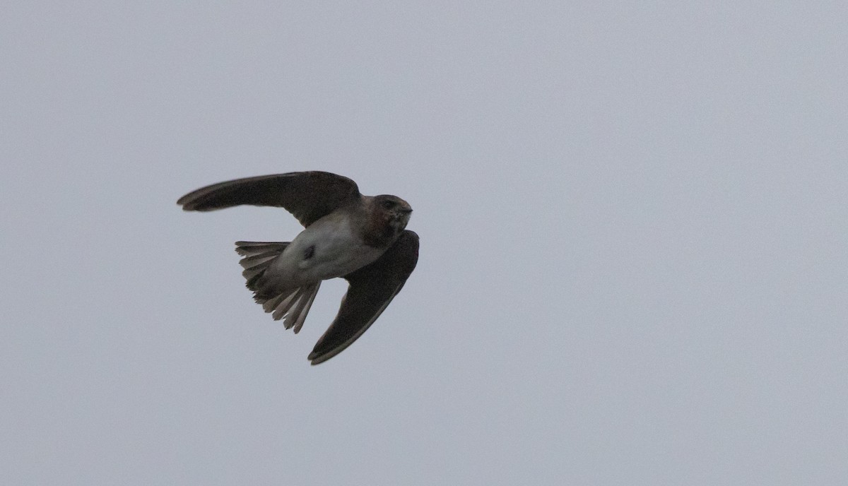 Cliff Swallow (pyrrhonota Group) - ML640935220