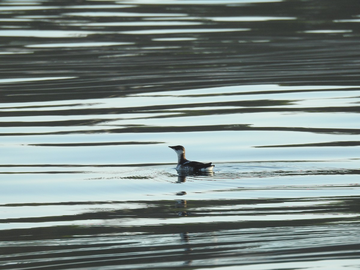 Marbled Murrelet - ML640935224