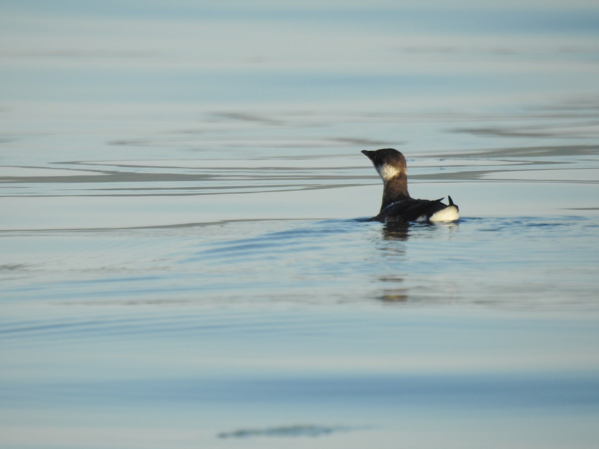 Marbled Murrelet - ML640935234