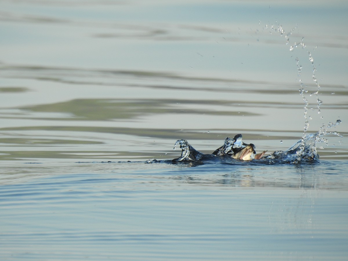 Marbled Murrelet - ML640935243
