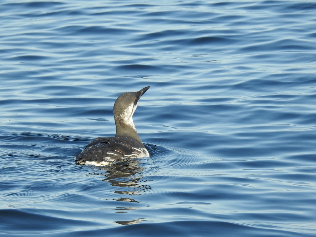 Common Murre - ML640935255