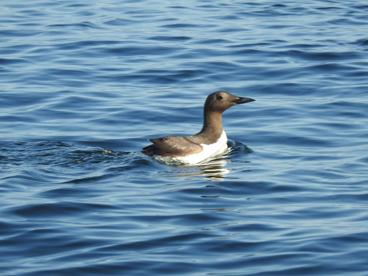 Common Murre - ML640935272