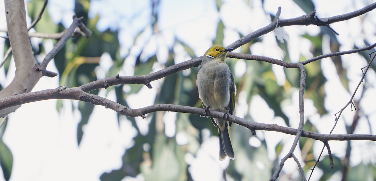 White-plumed Honeyeater - ML640935274