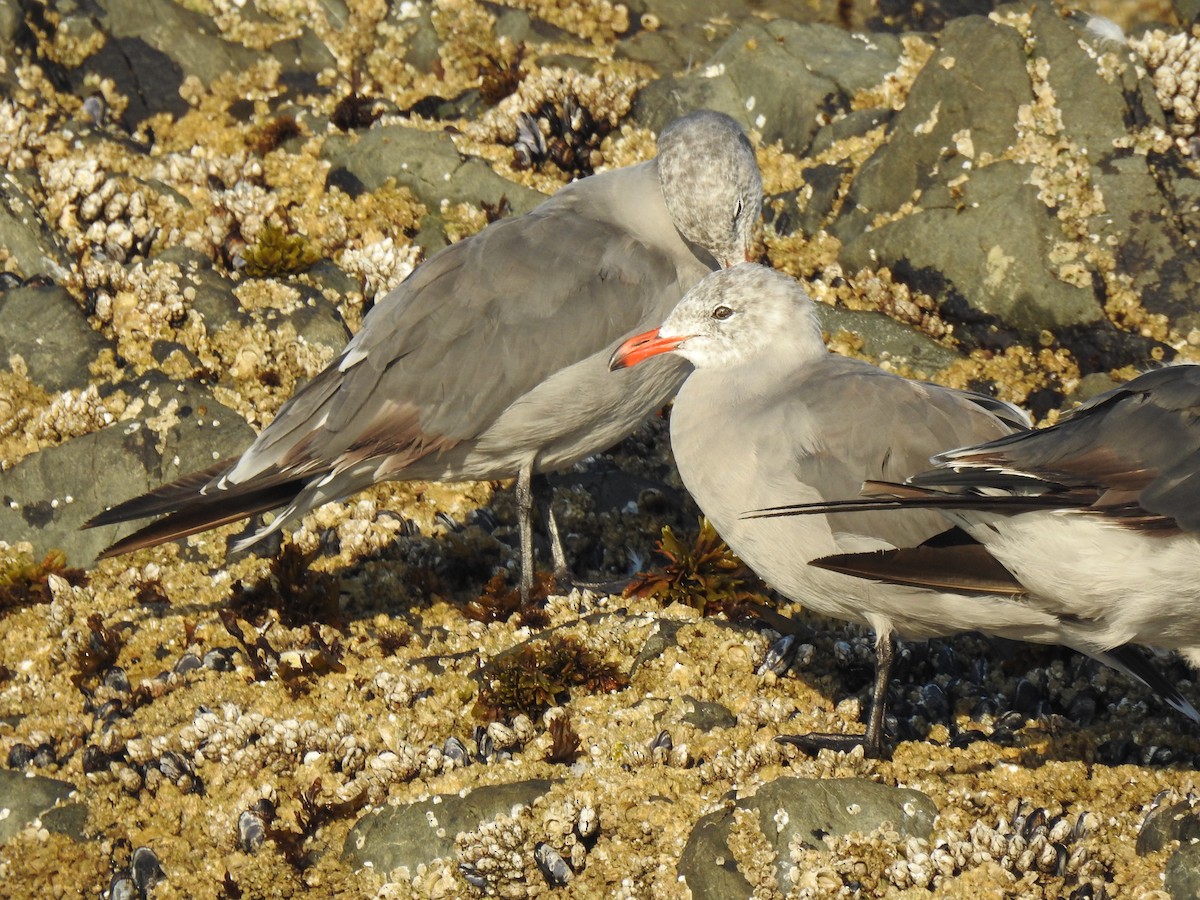 Heermann's Gull - ML640935291