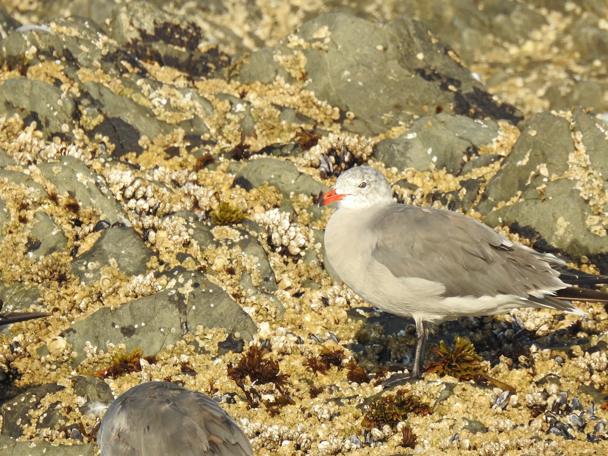 Heermann's Gull - ML640935306