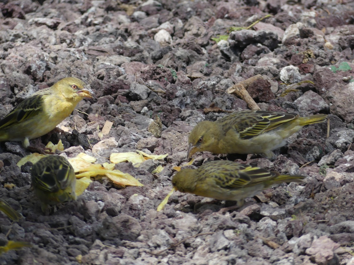 Speke's Weaver - ML640935319