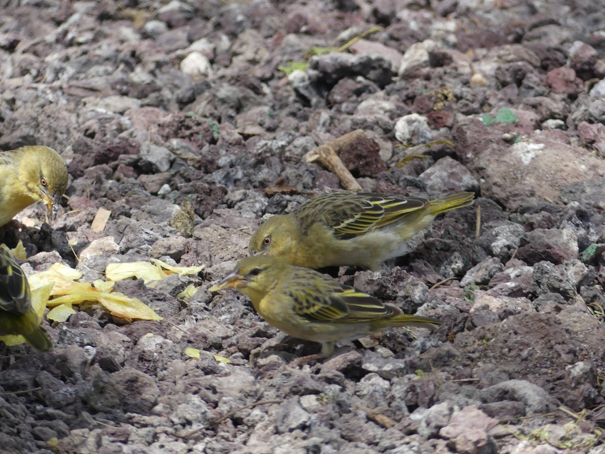 Speke's Weaver - ML640935320