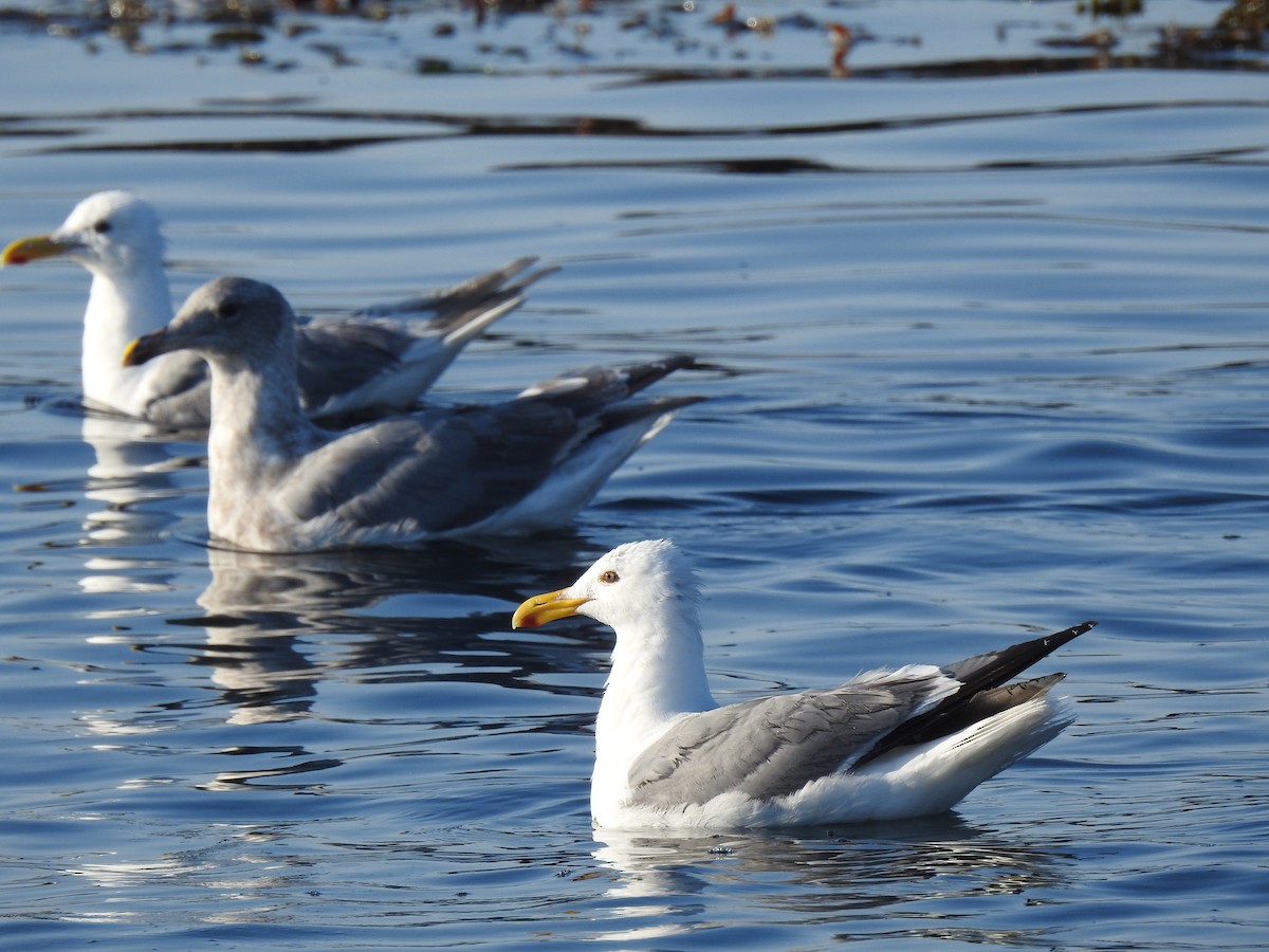 gull sp. - ML640935324