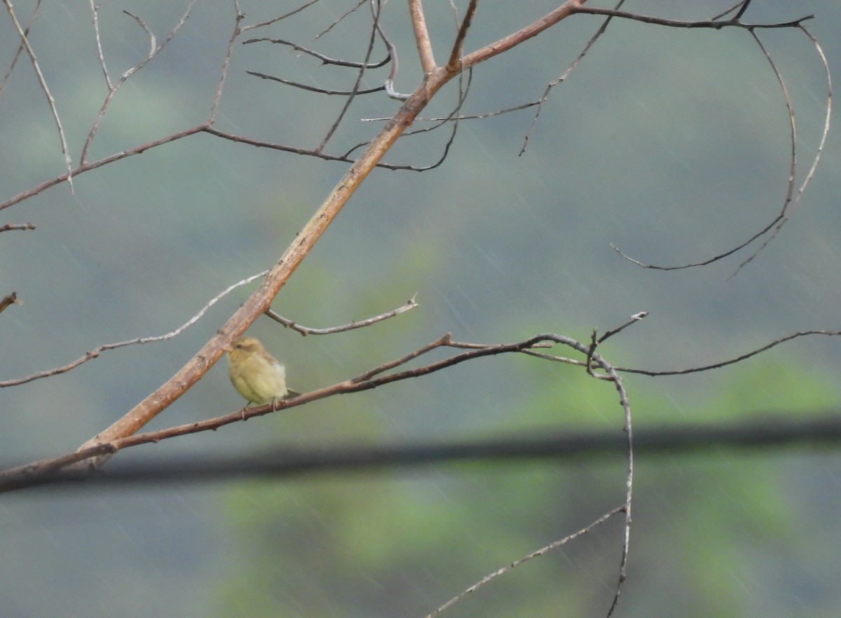Plain-backed Sparrow - ML640935346