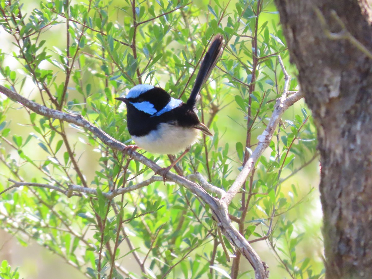 Superb Fairywren - ML640935351