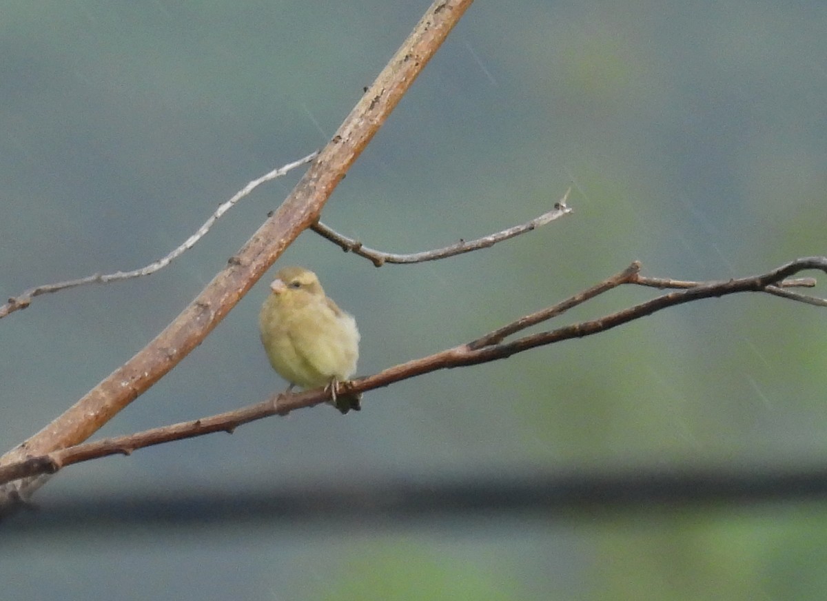 Plain-backed Sparrow - ML640935352