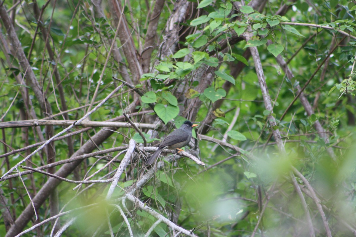 Reunion Bulbul - ML640935355
