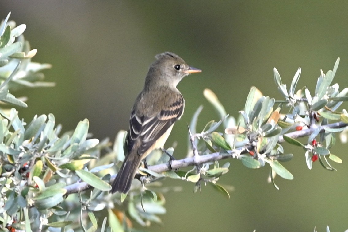 Willow Flycatcher - ML640935359