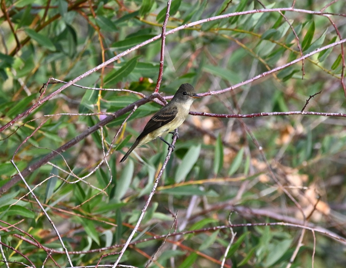 Willow Flycatcher - ML640935360