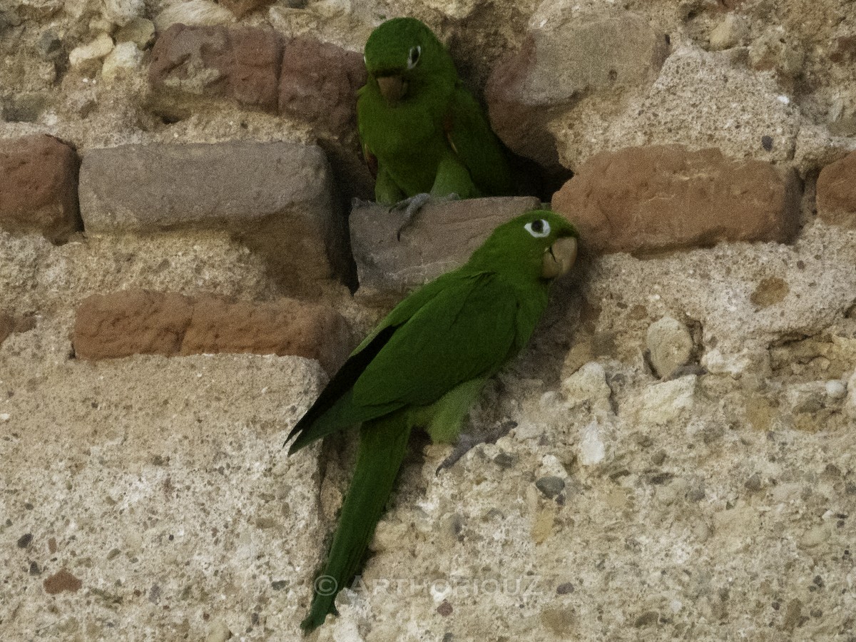 Hispaniolan Parakeet - ML640935361
