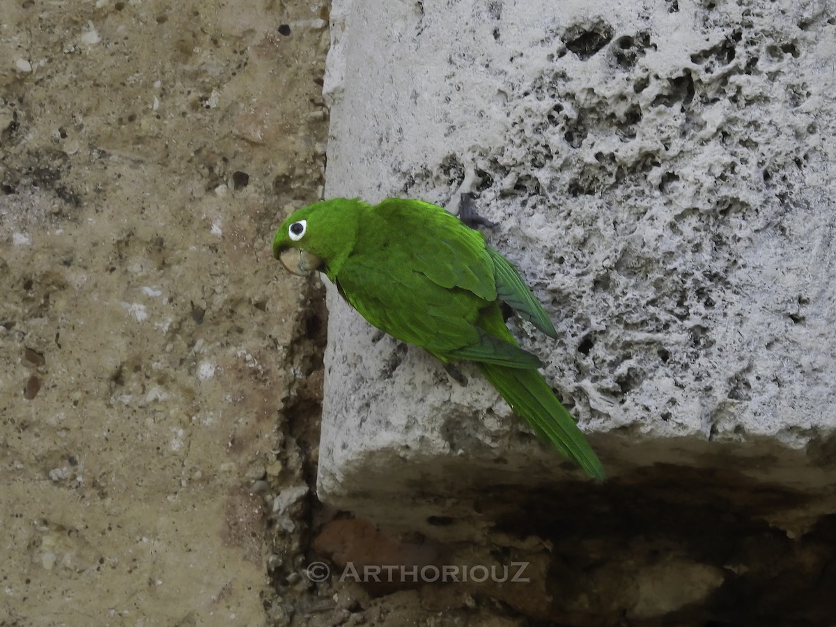 Hispaniolan Parakeet - ML640935362
