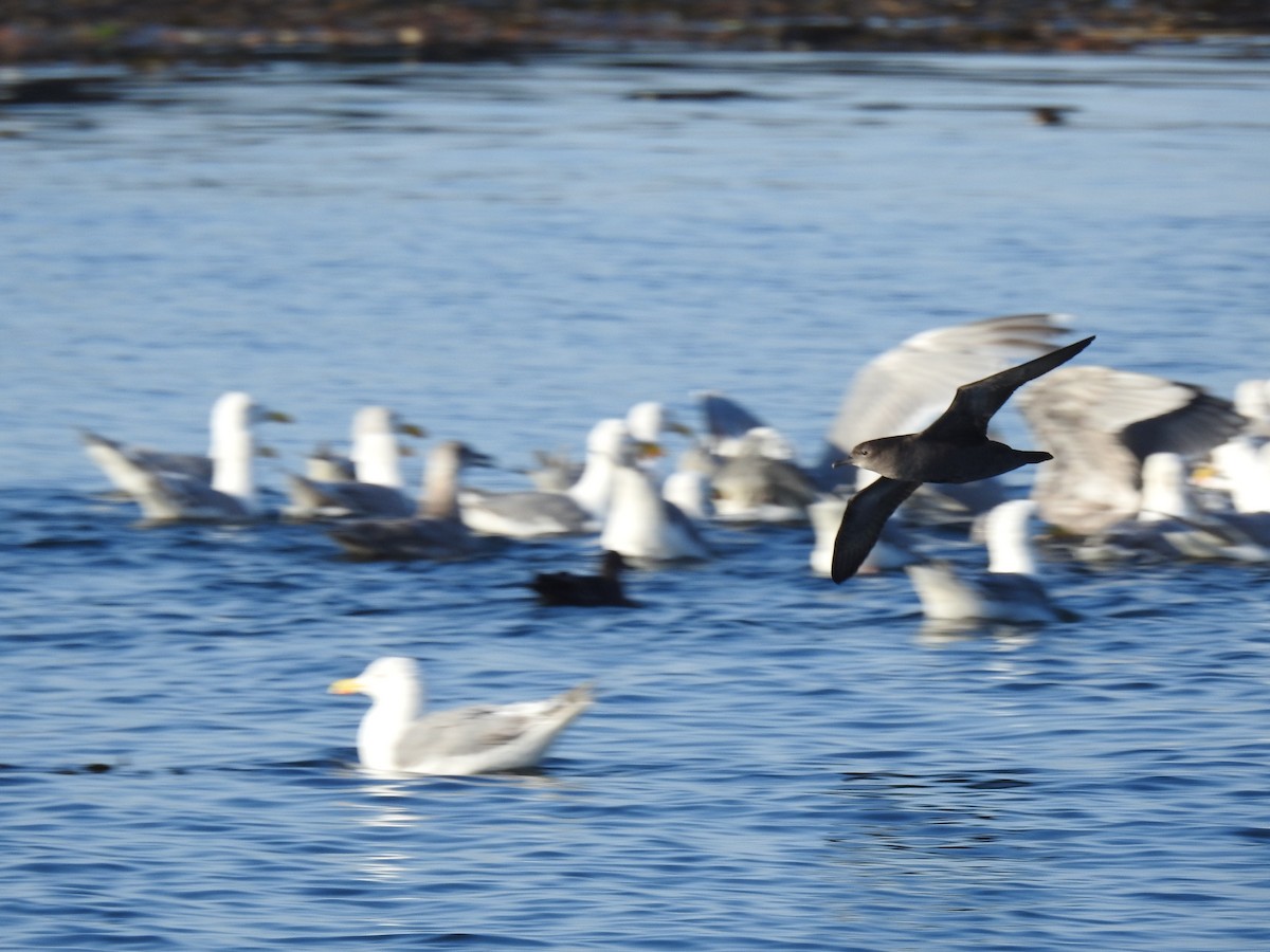 Short-tailed Shearwater - ML640935364