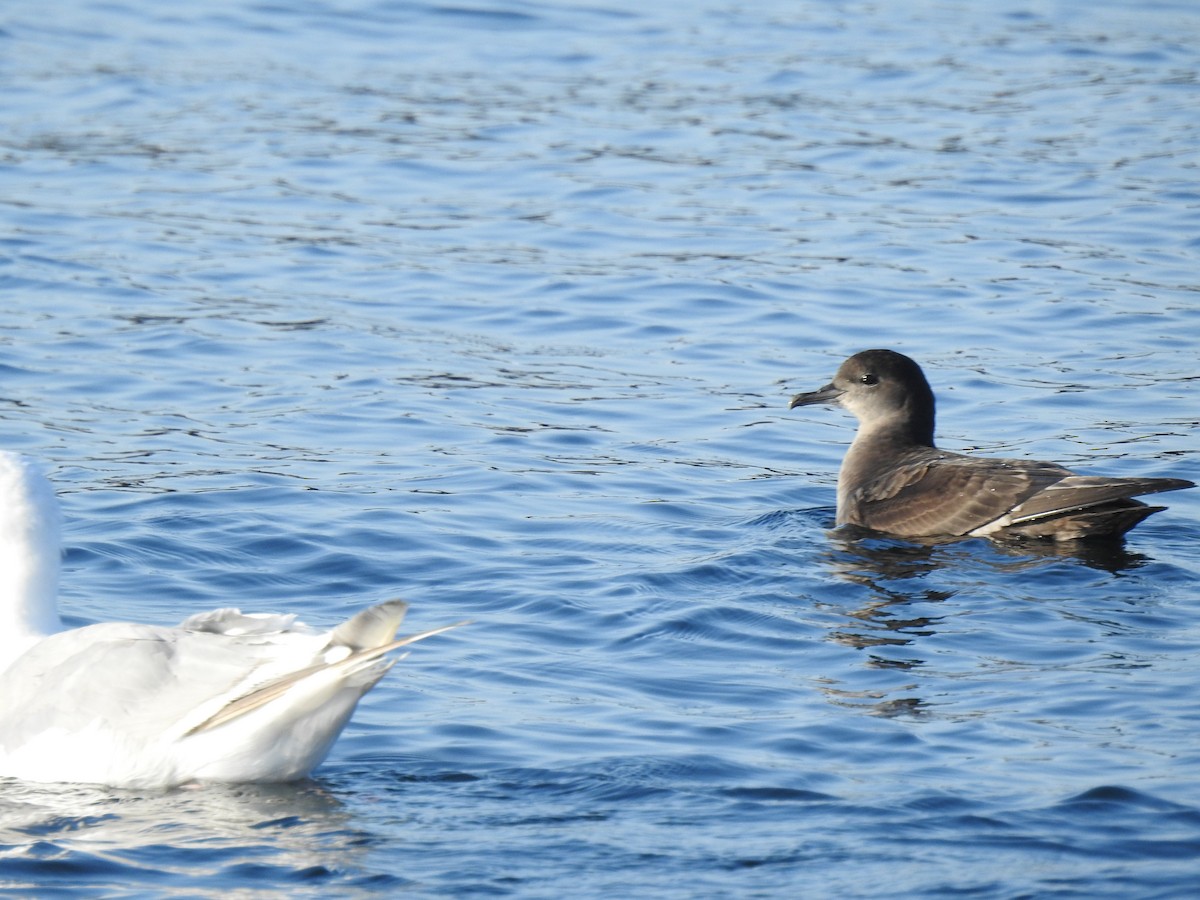Short-tailed Shearwater - ML640935373