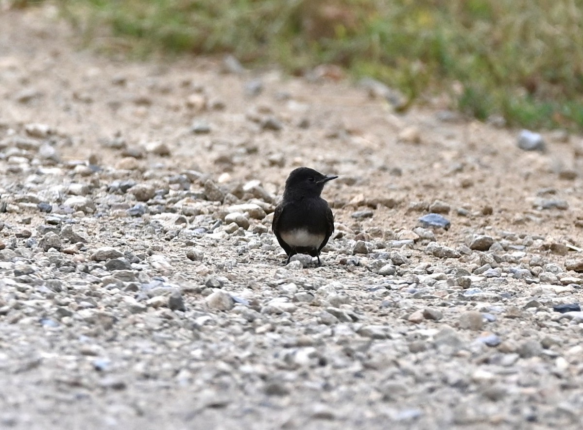 Black Phoebe - ML640935374