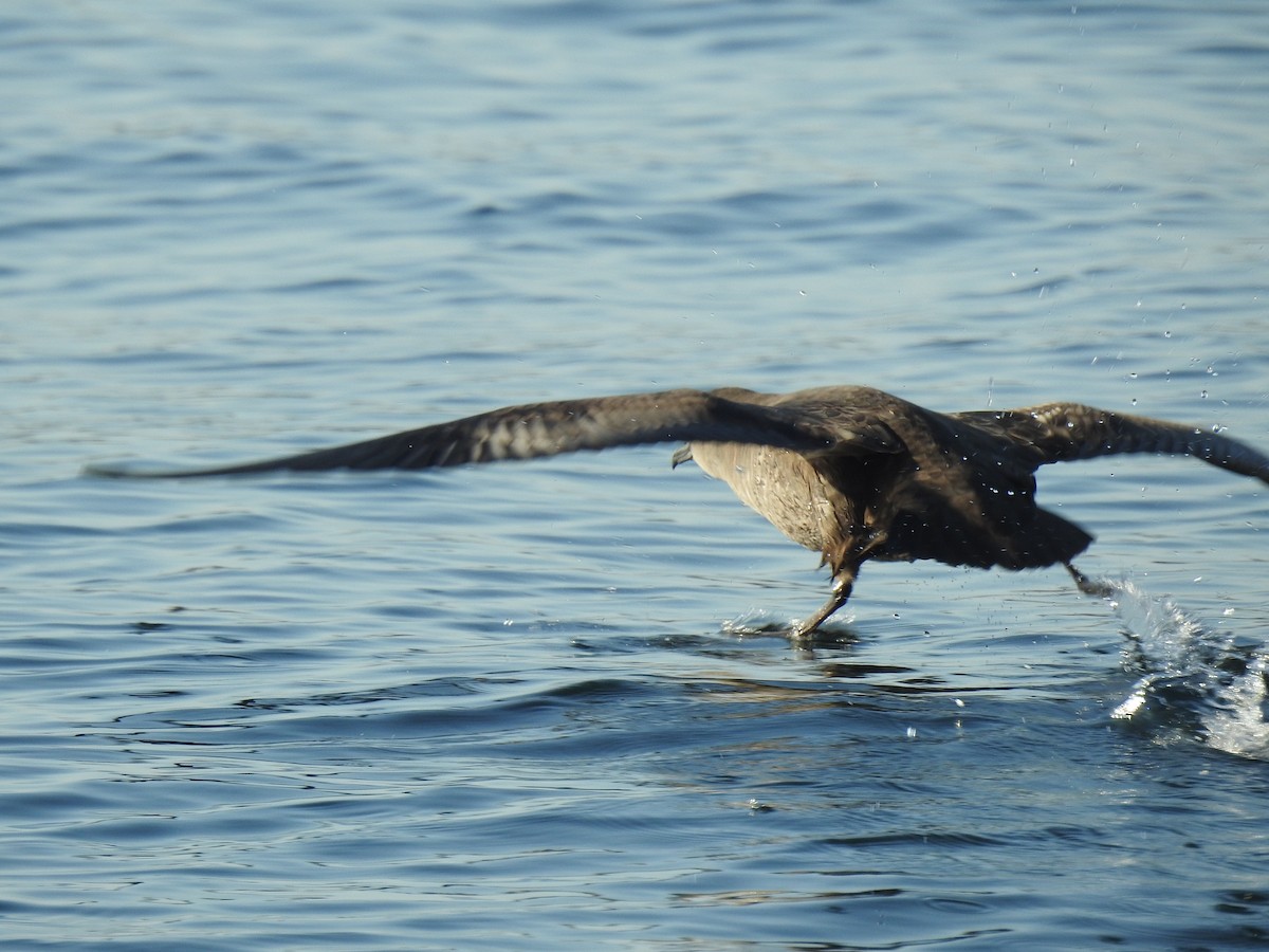 Short-tailed Shearwater - ML640935390