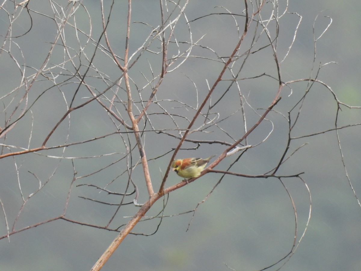 Plain-backed Sparrow - ML640935396