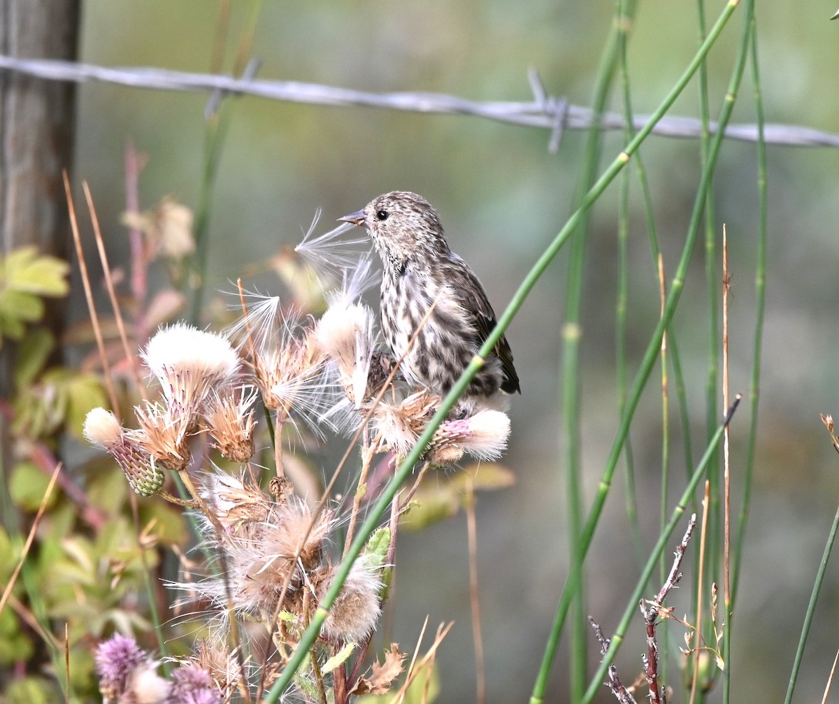 Pine Siskin - ML640935412