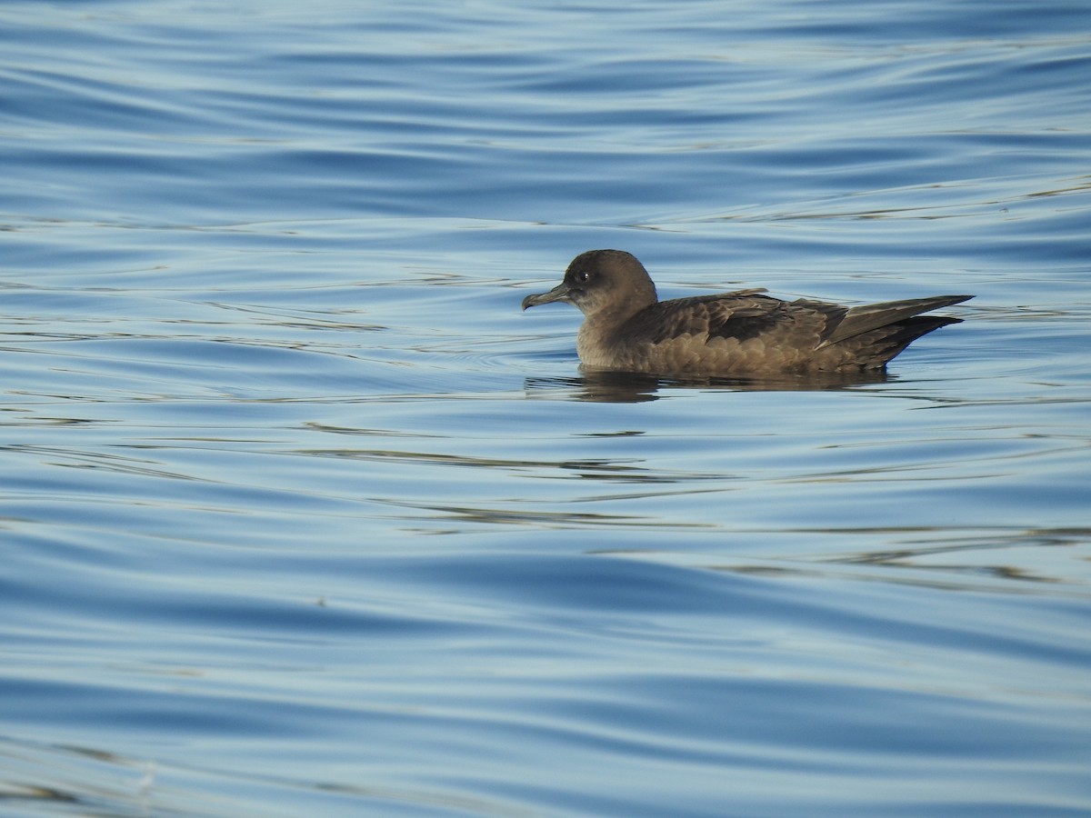 Short-tailed Shearwater - ML640935428