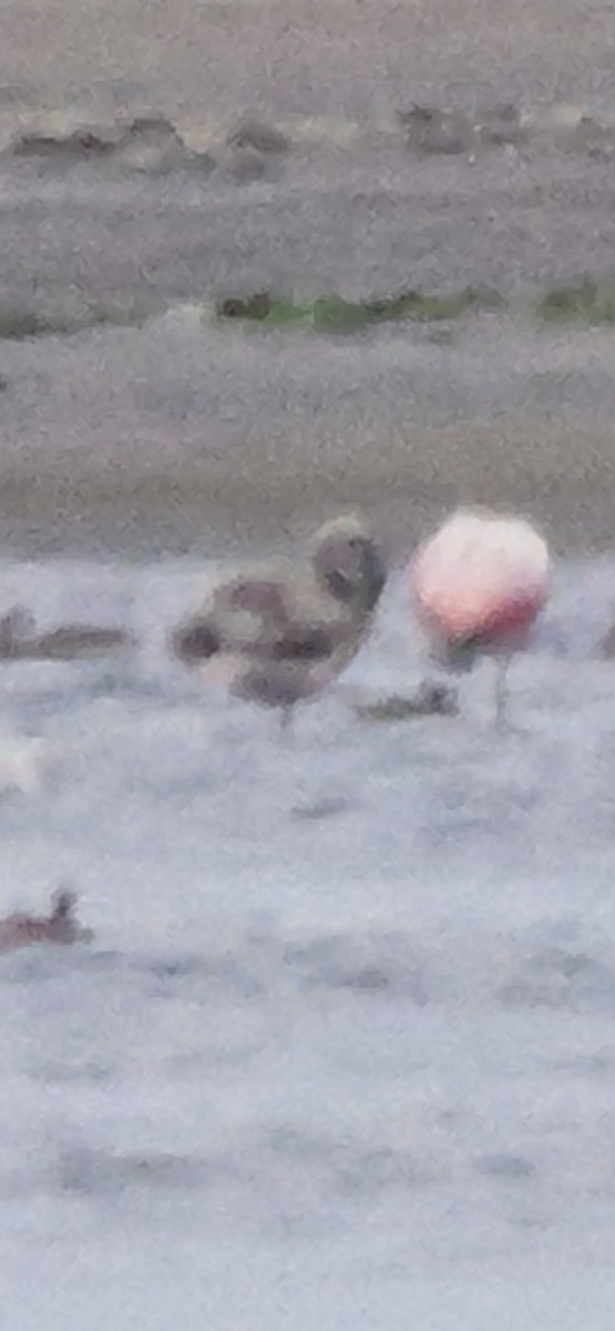 James's Flamingo - ML640935429