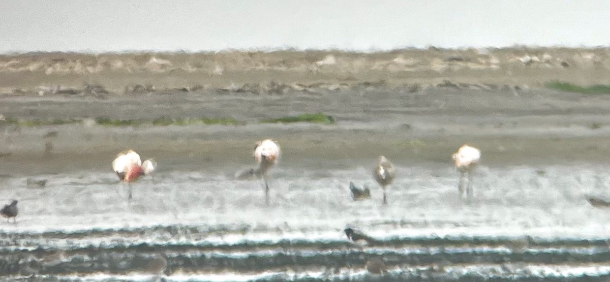 James's Flamingo - ML640935430