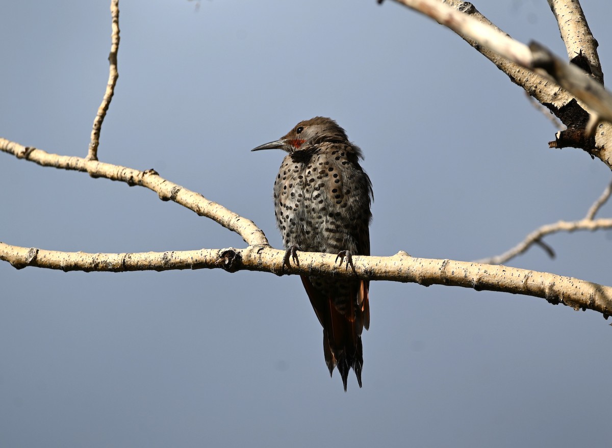 Northern Flicker - ML640935433