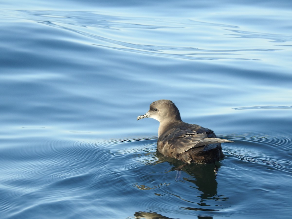 Short-tailed Shearwater - ML640935443