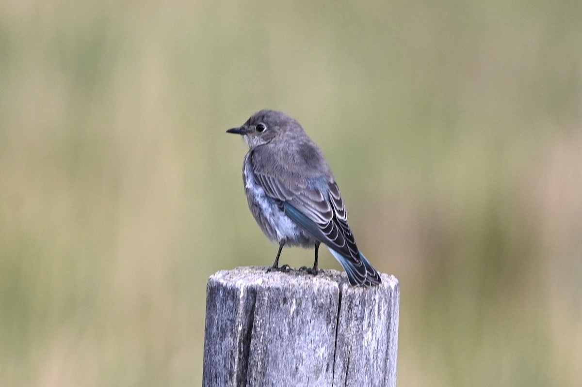 Mountain Bluebird - ML640935445