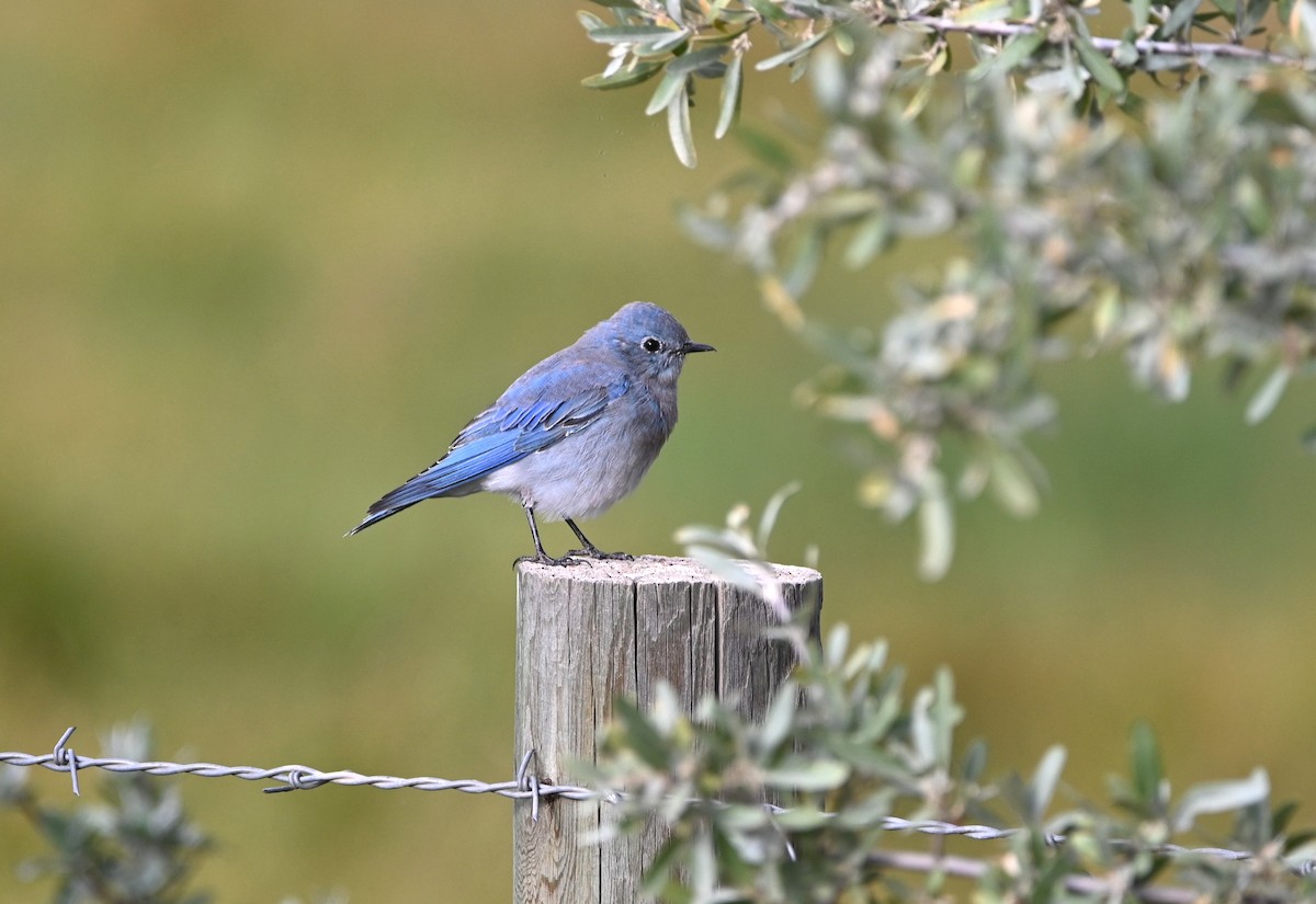 Mountain Bluebird - ML640935446